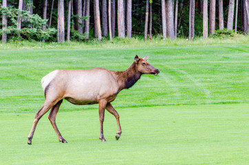 Elk in the golf course