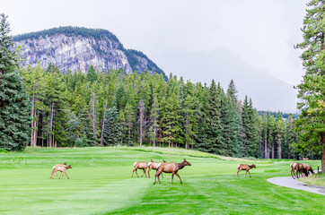 Elks on the Golf Course