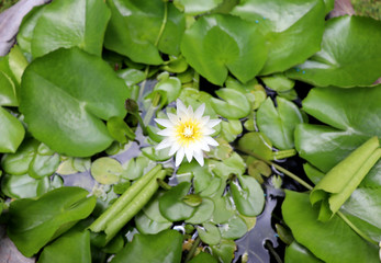 Obraz premium lily of the valley