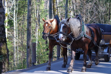 Horses Carriage in germany