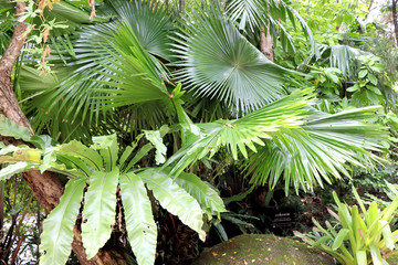palm tree in garden