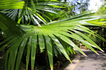 Obraz na płótnie Canvas palm leaves