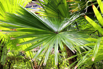 Obraz na płótnie Canvas palm tree leaf in the sun