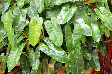 green leaves of plants