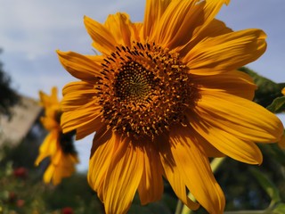 Bright yellow sunflower flowers against blue sky and green meadow. Close-up photo