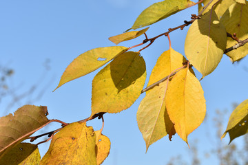 Yellow  leaves against the blue sky. Place for an inscription.