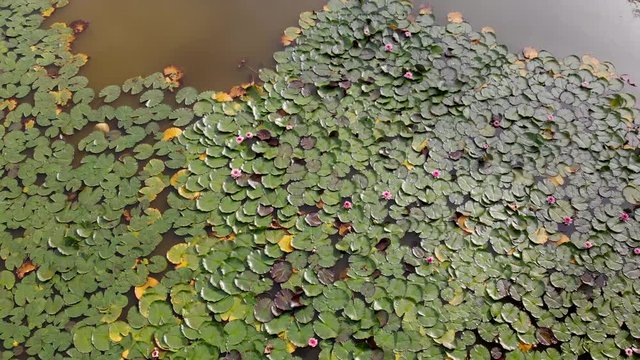 Lake with Water Lilies, Drone footage