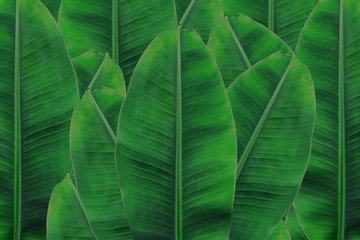 Background banana leaf. Green leaf.