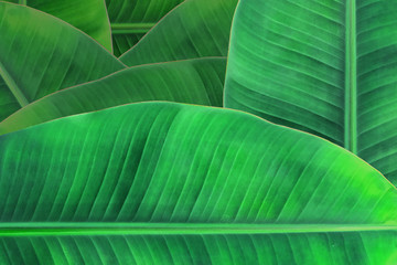 Background banana leaf. Green leaf.