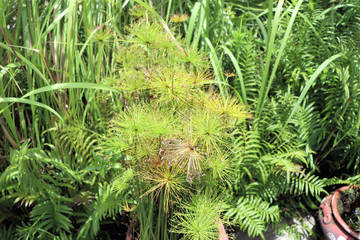 green plants in the garden