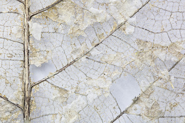 Close-up Beautiful Dry leaves ,Skeleton leafs on white background with copy space