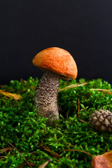 mushroom on a  green moss on a black background