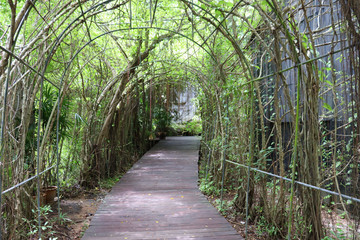 Fototapeta premium wooden bridge in the forest
