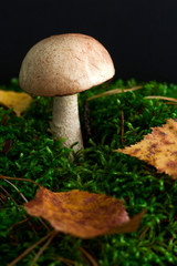 mushroom on a  green moss on a black background