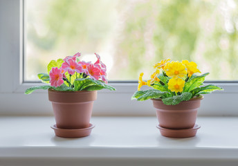 Obraz na płótnie Canvas Two ceramic flower pots with pink and yellow primrose flowers