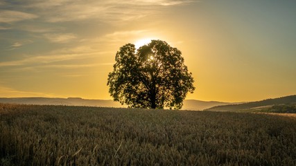 tree in the field