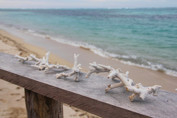 Dried coral on the wooden fence, with sunset beach view.