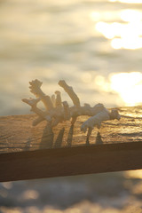 Dried coral on the wooden fence, with sunset beach view.