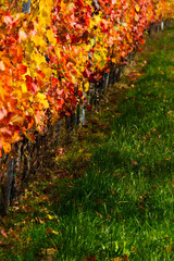 october vineyard, yellow and orange grape leaves on vine plants