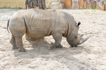 Close up portrait of rhino, profile. Rhino in the dust and clay walks