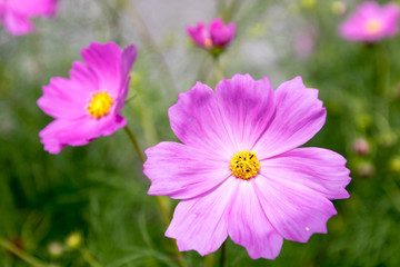Fototapeta premium コスモス