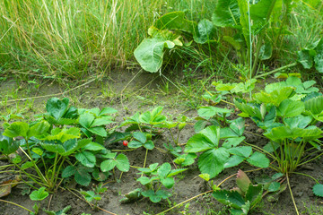 A single-berry garden bed with strawberries