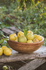 Yellow ripe pears in a bowl on the grass. Organic food. Harvest season. Selective focus.
