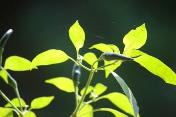 green leaves of tree