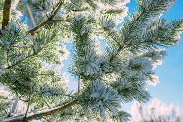 Pine is covered with frost, snow lies on branches in the sunlight. Spruce branches covered with snow, close-up. Winter background, Christmas card.