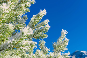 Green pine branches covered with frost against the blue sky. Snow lies on the branches of spruce, close-up, space for text. Frosty Christmas tree outdoors.