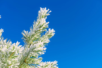 Conifer branches with needles covered with white frost on blue sky background. Christmas and New Year holiday concept. Snow-covered tree branch, space for text.