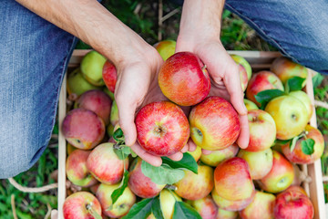 Man gardener picks apples in the garden in the garden. Selective focus.