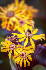 Monarch Butterfly on beautiful sunny yellow colors. Blurred bumblebee in the background. Selective focus on the first colors and butterfly. Vertical.