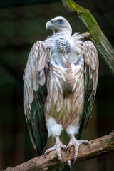 A proud vulture stands on a branch and watches. Large claws on the paws. The feathers are brown, white and black. The breast is plucked. The background is blurry. Vertical.