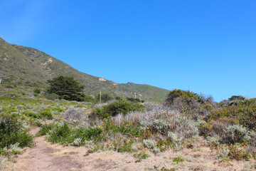 Fototapeta na wymiar View of the vegetations along the Pacific Coast Highway, close to Bixby Creek Bridge, California, USA