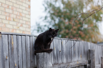  Young black and white cat sitting on the fence