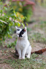 Naklejka na ściany i meble Young black and white cat sitting on the yard
