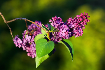 Lilac flowers