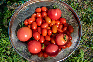 赤く熟したトマト ミニトマトの収穫 朝採り イメージ
