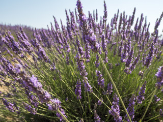 France, Provence, Valensole. July 2019. At the Valensole plain it is possible to enjoy the spectacle of lavender bloom in a unique context in the world.
