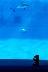 イルカを撮る子供