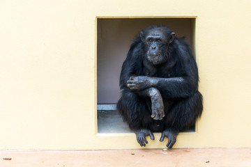 座るチンパンジー