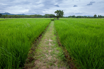 Fototapeta na wymiar Pathway to success concept , gravel walkway to destination green rice field 2 side.