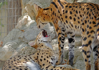 Servals resting on stones