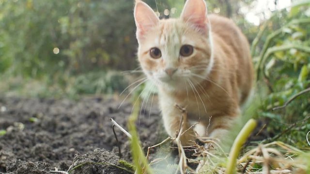 ginger kitten walking outdoors and making jump, cat observing garden, pet playing and hunting outdoors