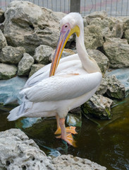the beautiful Pelican