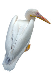the beautiful Pelican