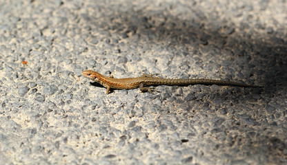 lizard on a rock