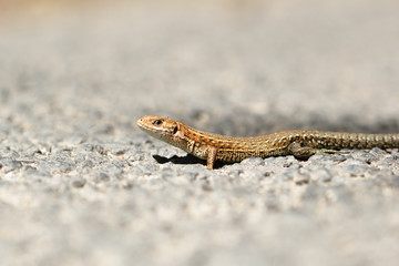 lizard on road