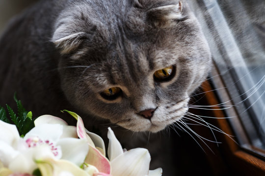 Cat on the windowsill playing with a bouquet of flowers.